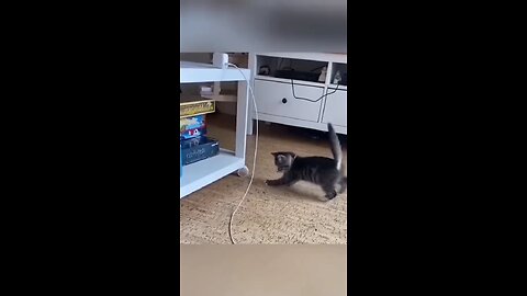 cats moments is funny