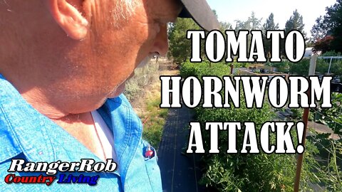 Tomato Hornworm Attack, BT To the Rescue