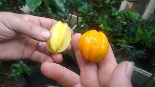 essa fruta tem cheiro de manga parece uma carambola mas é uma pitanga