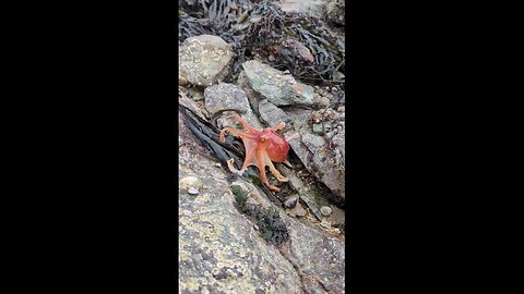 Octopus Caught On Video Changing Colors On Beach In Wales
