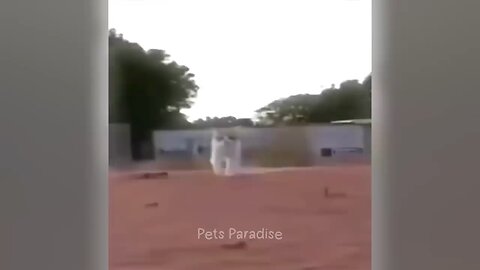 Funny Animal videos....🤣🤣😂😂