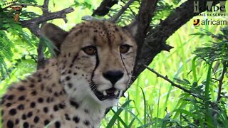 Male Cheetah Grazing?