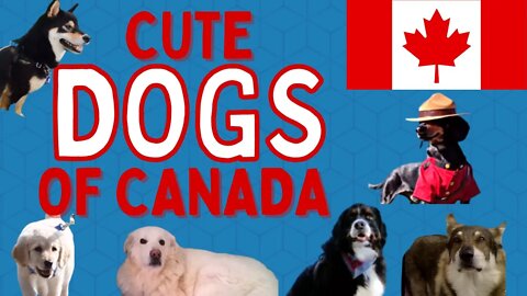 These Canadian Dogs Will Make Your Day || Compilation