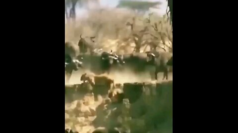 Buffaloes Trap And Thrash The Lion King Buffaloes Fights Lion