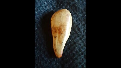 MUDFOSSIL TOOTH? What Animal?