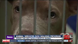 New animal services program