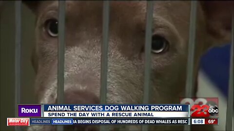 New animal services program