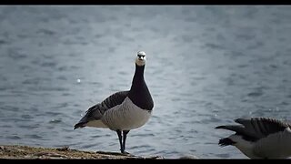 4k | Sweden | Barnacle Goose - Black-headed Gull - Seagull - Mallard - Mute Swan