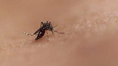 Dengue: Brasil ultrapassa 1 milhão de casos em 2023; por que doença cresce?