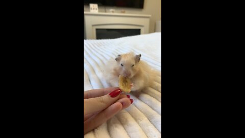Funny Hamster Tries Banana Chip For The First Time (Chews!)