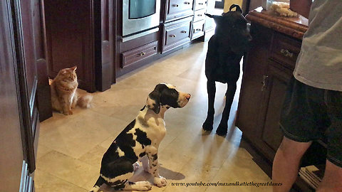 Cat Great Dane and Talkative Puppy Watch Dinner Being Prepared