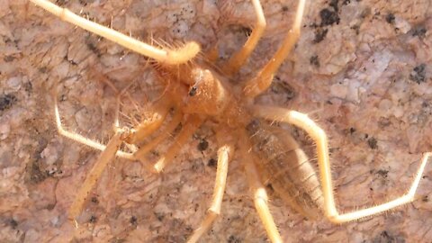 The Camel Spider