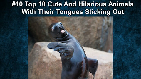 Top 10 Cute And Hilarious Animals With Their Tongues Sticking Out
