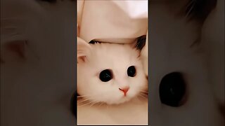 Cutest Cat compilation on the internet😽