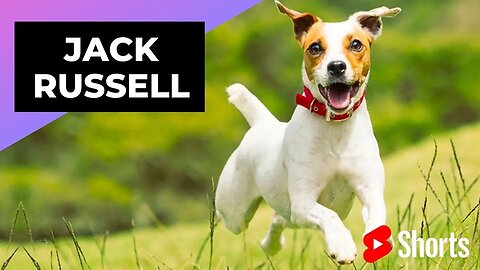 Jack Russell 🐶 One Of The Most Popular Dog Breeds In The World #shorts