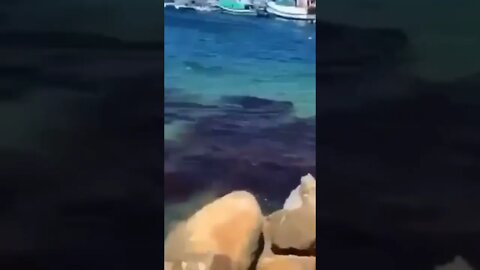Whale attacked small fish 🐟 | #Shorts #Animals #Sea
