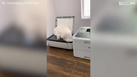 Ce chat se photocopie en s’asseyant sur un scanner