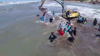 Salvataggio di un'orca spiaggiata in Argentina