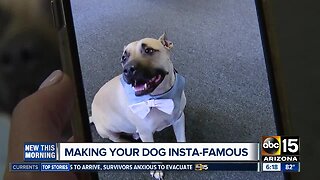 How to make your dog Insta-famous!