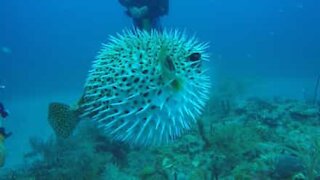 Sommozzatori si imbattono in un pesce-palla