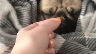 Pug Wakes From Deep Sleep To Snack On Tasty Treat