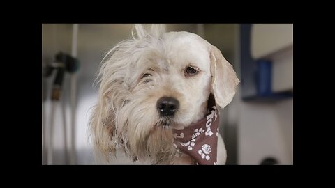 Homeless Dog Gets Makeover That Saves His Life!