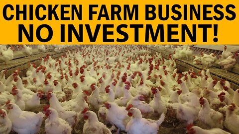 How To Start a Chicken Farm Business With Low Investment Easy