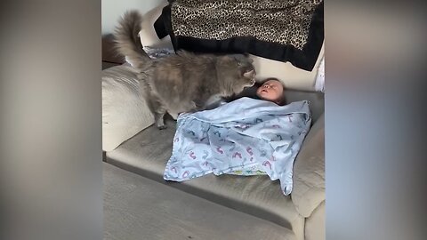 The child put the cat to sleep