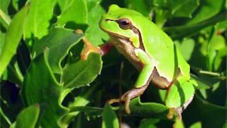 Cette petite grenouille a des difficultés pour sauter dans l'herbe haute