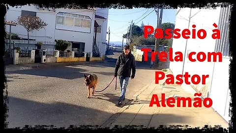 Ensinar a Andar à Trela com Pastor Alemão- Dicas para Donos