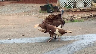 Pair of turkeys won't stop walking in circles