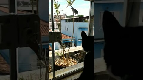 Gato Bartolomeu Tunico olhando um passarinho grande. Gato e passarinho cantando. Gato e pássaro 😺