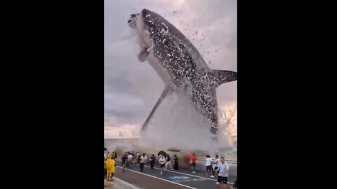 Everyone was scared to see Shark jump