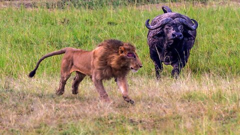 (buffalo vs lion) Unleash the Beast: Witness Nature's Epic Showdown