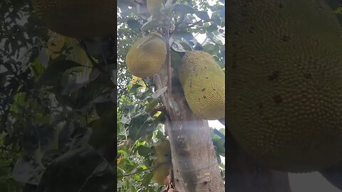 Jackfruit #reels #kathal #youtube #video #viral #subscribe #shortsads #shorts #short #bgmi #bts