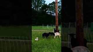 TOUGH PASTURE RAISED SHEEP BATTLE WHILE GIVING BIRTH!! #shorts #farmtough #ranching