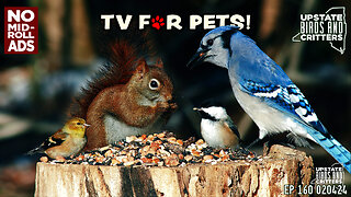 Cat TV 🐱Dog TV 🐶 Upstate Birds And Critters: Ep 60 — 020424