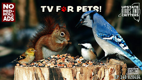 Cat TV 🐱Dog TV 🐶 Upstate Birds And Critters: Ep 60 — 020424
