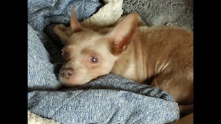 Disabled Chihuahua is Overcomer