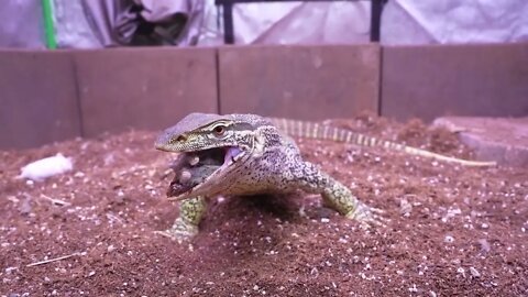 How fast can a monitor lizard eat 8 hamsters?