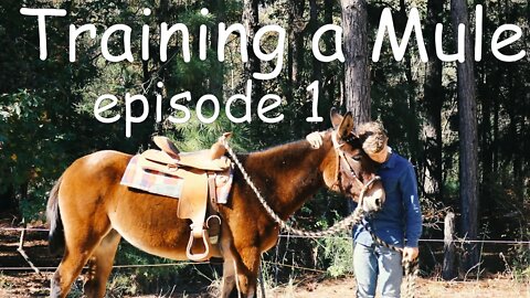 Training a Mule/ 3 Things I'm Teaching Her/ Episode1!!!