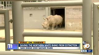 Saving the Northern White Rhino from extinction