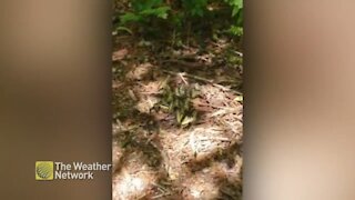 Stumbling on a butterfly party in the woods