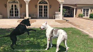 Great Dane Tries To Drag Her Brother Into A Spinning Game