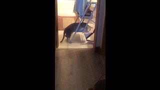 Cat Makes It Difficult For Owner To Hang Up Decorations