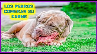 SERMON DEL ORGULLO IX POR EL SANTO CURA DE ARS - LOS PERROS COMERAN SU CARNE