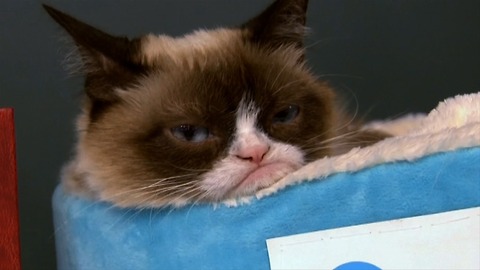 Grumpy Cat's Latest Book Singining In New York