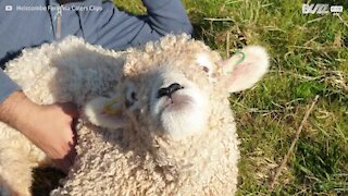 Ce mouton adore les papouilles sur le ventre