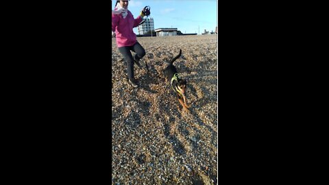 Happy Doggy Having Fun