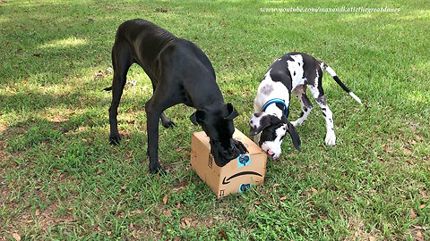 Great Dane teaches puppy how to open Amazon package